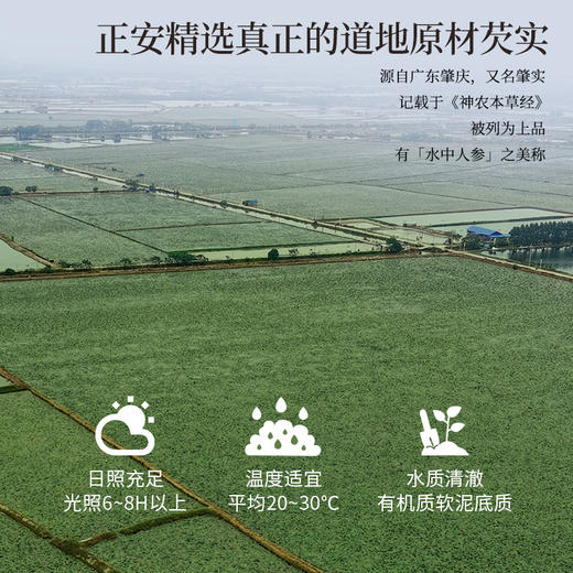 正安 肇庆红皮芡实 粒大饱满粉糯清香优质原材 脾胃湿气汤方办公室茶饮芡实米煲汤食材家庭粥羹 芡实400g/罐 商品图6