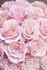 厄瓜多尔进口染色玫瑰花velvet rose gold玫瑰金丝绒粉天鹅绒10支 商品缩略图7