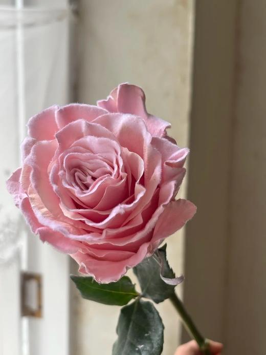 厄瓜多尔进口染色玫瑰花velvet rose gold玫瑰金丝绒粉天鹅绒10支 商品图2