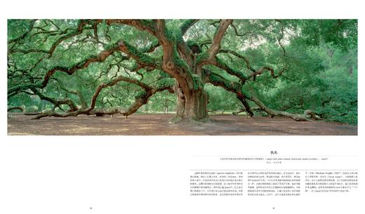 费顿艺术灵感画册：树：探索繁茂的世界，300余件作品感受树木之美 一本关于树的纸上博物馆 艺术画册 商品图3