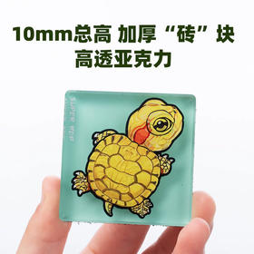 加厚冰箱贴 巴西龟主题 亚克力材质磁吸 Q版 卡通爬宠乌龟动物周边 super rep超爬怪兽系列 正版【48小时发货】