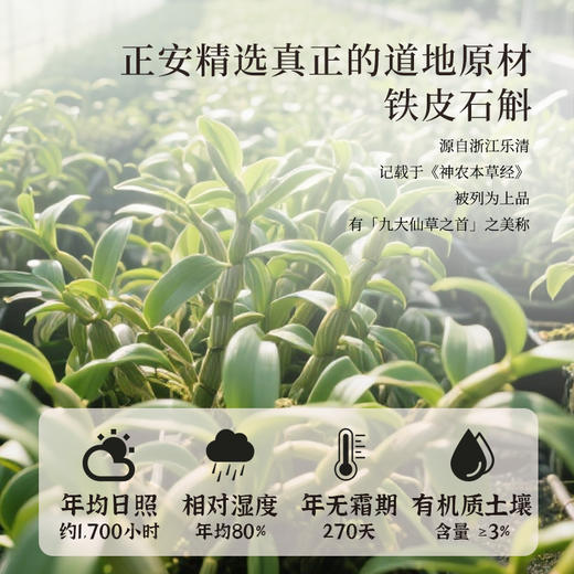 正安 铁皮石斛【618秒杀】深度润养告别干燥 煲汤食材冲泡用料 螺旋紧实胶质浓郁 优质原材 90g/罐-不叠加其他活动 商品图6