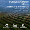 正安 河源五指毛桃  邓铁涛指导基地4年生种植 手选鲜切圆片奶香清优质原材 湿气湿热气虚 上班族茶饮家庭汤料 五指毛桃180g/瓶 商品缩略图5