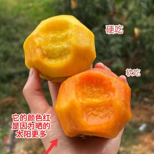 【预售】极客蜜桃（金妮） |果香浓郁，甜而不失香气，有颜值有口感，甜嫩润，到货会有变软的情况，不影响食用，不脆不售后，介意慎拍，冷藏口感更好⭐️顺丰空运 商品图5