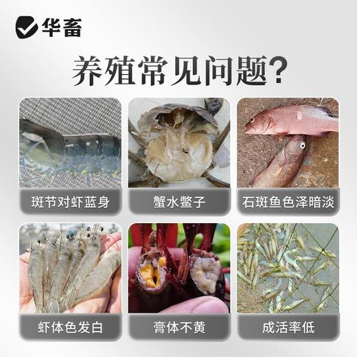 华畜虾青素溶液水产养殖用海洋南美白对虾蟹海参甲鱼诱食亮色促长 商品图1