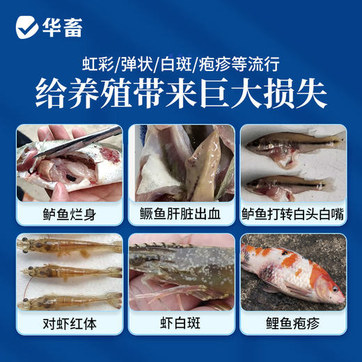 华畜 虹彩1号 草本萃取 免疫力强 阻击病毒 商品图1