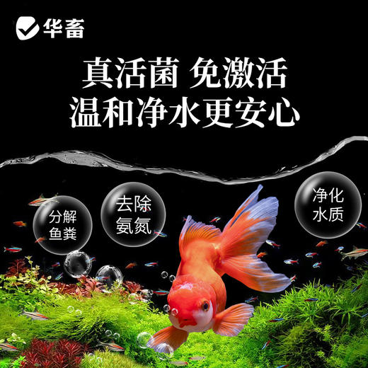 华畜硝化细菌鱼缸用净水剂养鱼净化水质稳定剂分解鱼粪消化活菌液 商品图1