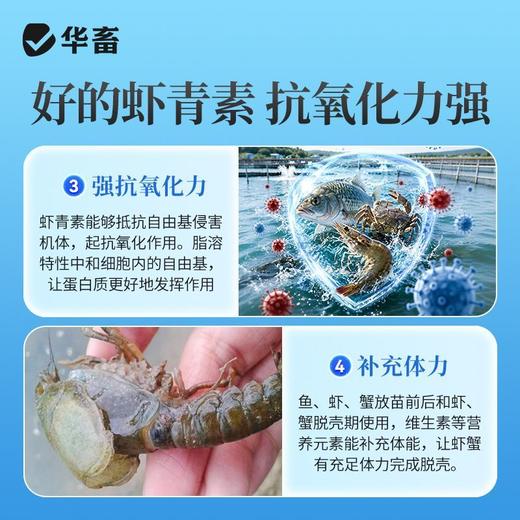 华畜虾青素溶液水产养殖用海洋南美白对虾蟹海参甲鱼诱食亮色促长 商品图3