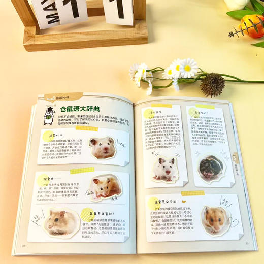 你好呀！小仓鼠：新手养育指南 商品图4
