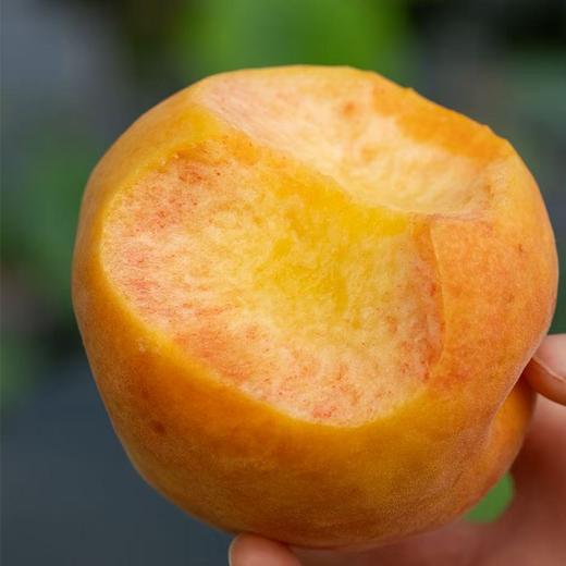 【预售】极客蜜桃（金妮） |果香浓郁，甜而不失香气，有颜值有口感，甜嫩润，到货会有变软的情况，不影响食用，不脆不售后，介意慎拍，冷藏口感更好⭐️顺丰空运 商品图3