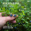 “下单赠果粉勺1个”几分之几 北欧越橘蔓越莓粉 保留果肉颗粒 保量更多营养 北欧瑞典芬兰森林采摘原料进口 新式果实萃取粉 70g/盒 商品缩略图8