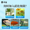 华畜硝化细菌鱼缸用净水剂养鱼净化水质稳定剂分解鱼粪消化活菌液 商品缩略图3