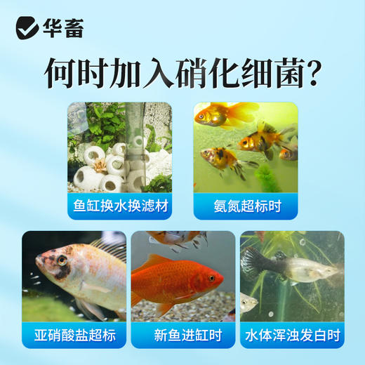 华畜硝化细菌鱼缸用净水剂养鱼净化水质稳定剂分解鱼粪消化活菌液 商品图3