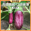 密云农家种植花茄子400g 新鲜现摘 时令蔬菜 长茄子 紫茄子 商品缩略图0