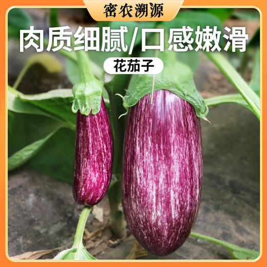 密云农家种植花茄子400g 新鲜现摘 时令蔬菜 长茄子 紫茄子 商品图0