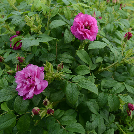 有机玫瑰花茶/花冠茶丨精选有机种植重瓣玫瑰花冠茶，无硫磺、无香精、无色素、无农残，22g/罐⭐顺丰快递 商品图3
