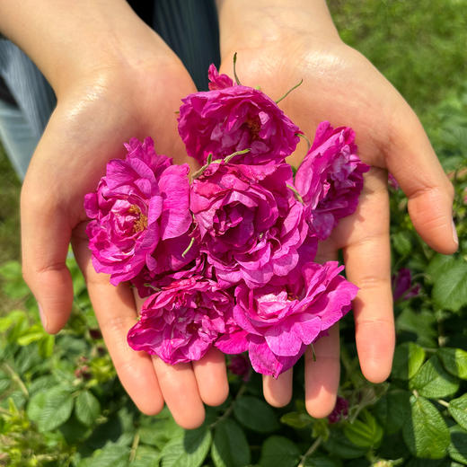 有机玫瑰花茶/花冠茶丨精选有机种植重瓣玫瑰花冠茶，无硫磺、无香精、无色素、无农残，22g/罐⭐顺丰快递 商品图1