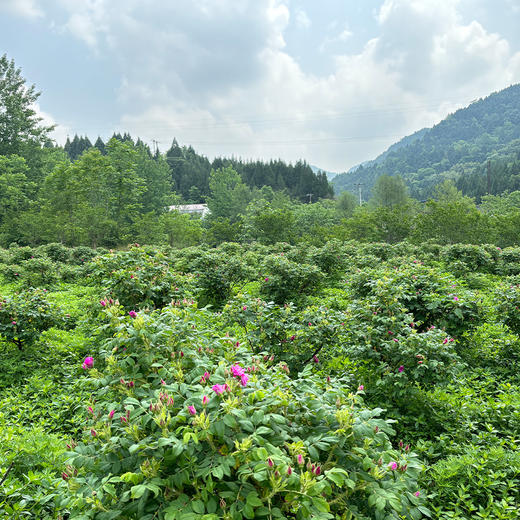 有机玫瑰花茶/花冠茶丨精选有机种植重瓣玫瑰花冠茶，无硫磺、无香精、无色素、无农残，22g/罐⭐顺丰快递 商品图4
