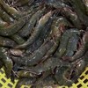 【YC】30-40活虾 商品缩略图1
