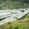 【预售】极客樱桃（黑车）丨来自高海拔地区，昼夜温差大，甜度高，颗颗精选，肉厚多汁，现代化科学种植和管理，樱桃口感很好，且品质稳定，冷藏口感更佳。⭐️顺丰特快 商品缩略图12