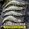 【SLSY】活虾  30-40只1斤 商品缩略图0