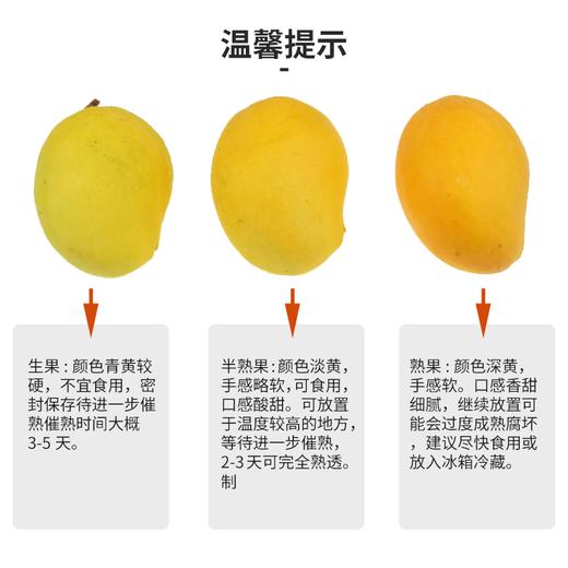 【排单发货】极客生态芒果（圣德龙）| 香味浓郁，甜度高，自然生态种植，到货需催熟⭐️顺丰快递 商品图4