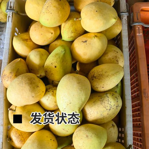 【排单发货】极客生态芒果（圣德龙）| 香味浓郁，甜度高，自然生态种植，到货需催熟⭐️顺丰快递 商品图7