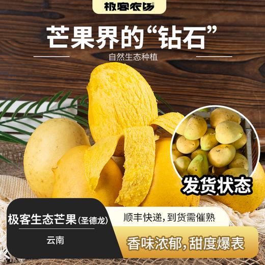 【排单发货】极客生态芒果（圣德龙）| 香味浓郁，甜度高，自然生态种植，到货需催熟⭐️顺丰快递 商品图0