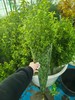 精品花材花边雪柳叶一扎 商品缩略图0