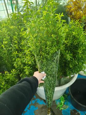 精品花材花边雪柳叶一扎