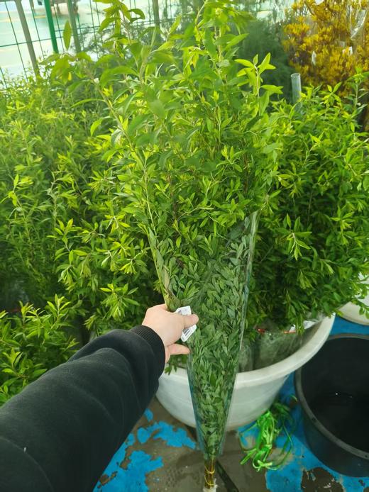 精品花材花边雪柳叶一扎 商品图0