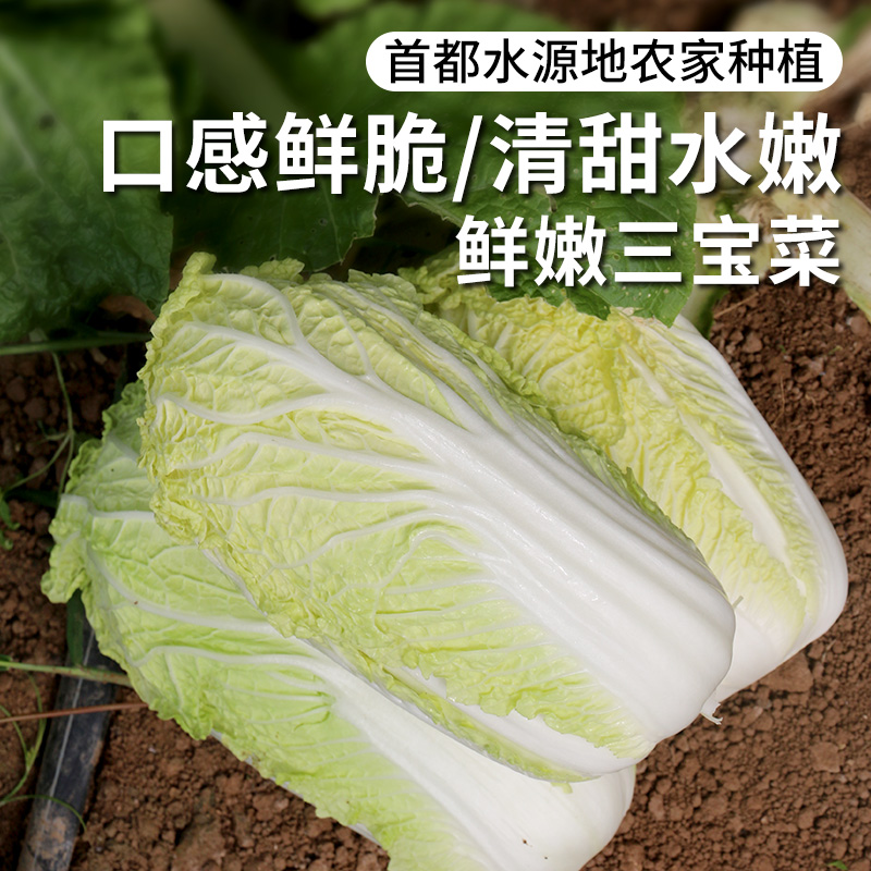 安心优选 新鲜三宝菜1斤    脆嫩清香 娃娃菜 略带甘甜  清炒蒜蓉都好吃