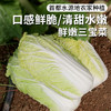 安心优选 新鲜三宝菜1斤    脆嫩清香 娃娃菜 略带甘甜  清炒蒜蓉都好吃 商品缩略图0