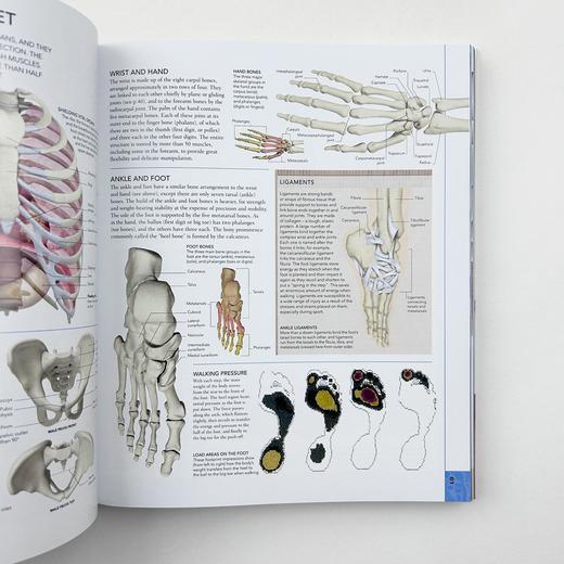 DK人体百科 英文原版 The Human Body Book 人体骨骼肌肉系统运作全方面知识 DK科普图解百科 精装 英文版 进口原版英语书籍 商品图4