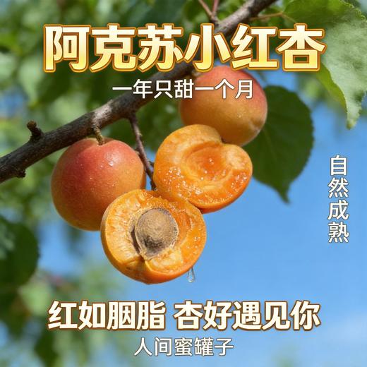 疆无季 新疆阿克苏小红杏 一杏两吃（杏肉蜜甜+杏仁香脆）当季鲜果 树上自然熟 商品图1