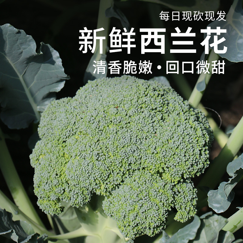 安心优选 新鲜现砍西兰花400g  清香爽口  爽脆鲜嫩