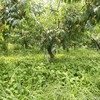 无锡阳山水蜜桃（日川品种） 商品缩略图3
