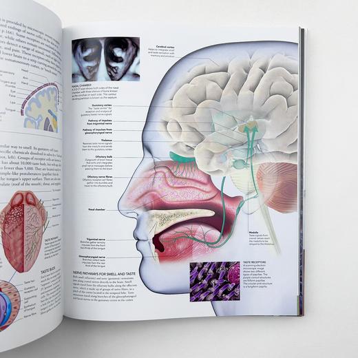 DK人体百科 英文原版 The Human Body Book 人体骨骼肌肉系统运作全方面知识 DK科普图解百科 精装 英文版 进口原版英语书籍 商品图3