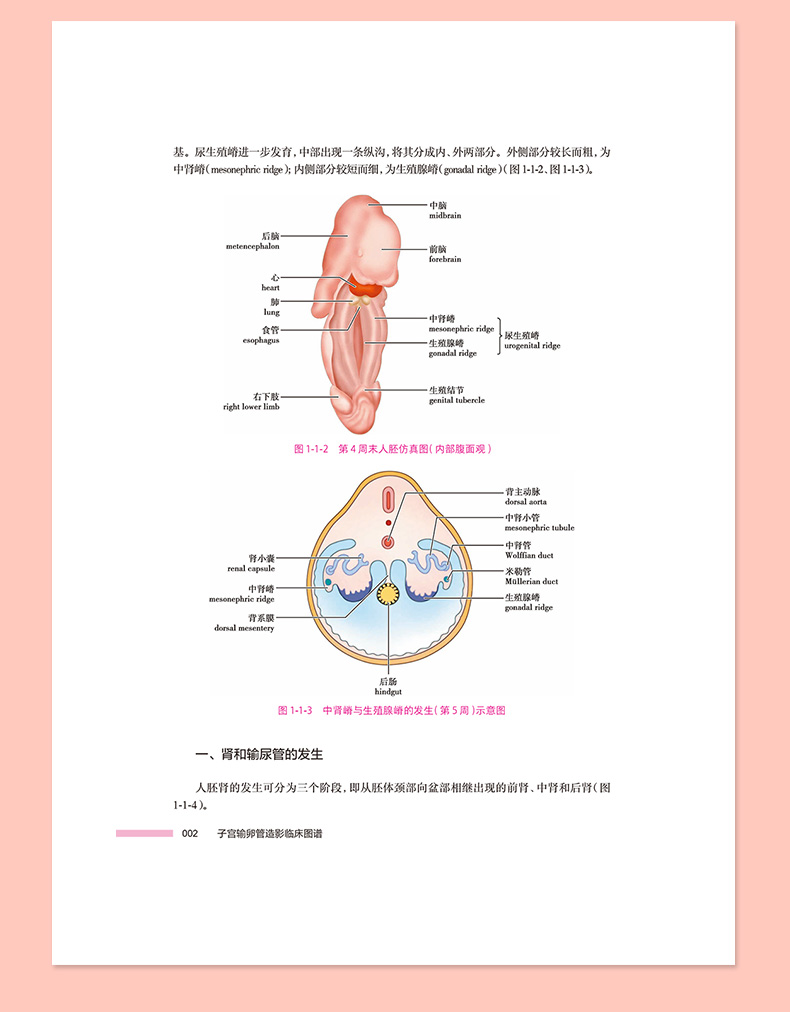 粉色_09.jpg