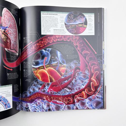 DK人体百科 英文原版 The Human Body Book 人体骨骼肌肉系统运作全方面知识 DK科普图解百科 精装 英文版 进口原版英语书籍 商品图2