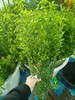 精品花材花边雪柳叶一扎 商品缩略图1