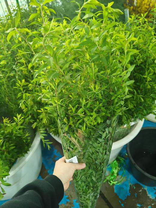 精品花材花边雪柳叶一扎 商品图1