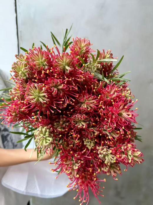 小众稀有花材爆米花银桦花1扎 商品图0