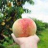 无锡阳山水蜜桃（日川品种） 商品缩略图2