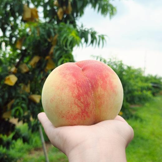 无锡阳山水蜜桃（日川品种） 商品图2