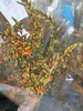 精品花材火焰兰10支 商品缩略图7