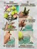 精品花材巨无霸墨红云雾仙子金苹果荷花合集 商品缩略图8