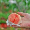 龙泉驿  小白凤水密桃 商品缩略图4