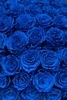 厄瓜多尔进口染色玫瑰rose blue蓝色妖姬克莱因蓝10支 商品缩略图5