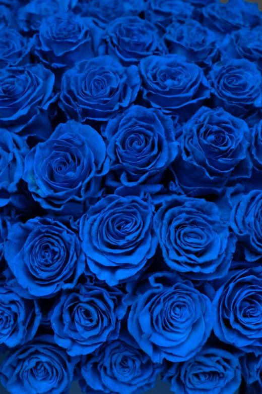 厄瓜多尔进口染色玫瑰rose blue蓝色妖姬克莱因蓝10支 商品图5